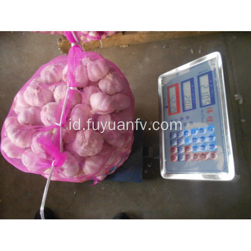 harga bawang putih segar terbaik